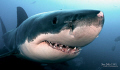 Meet Bruce, the smiling 5m male great white.  Bruce was one of 5 whites that circled us during the dive, making for a nerve racking ascent. Taken at 24m at the Neptune Islands, South Australia using a Nikon D700 16mm & 1.4x converter. 